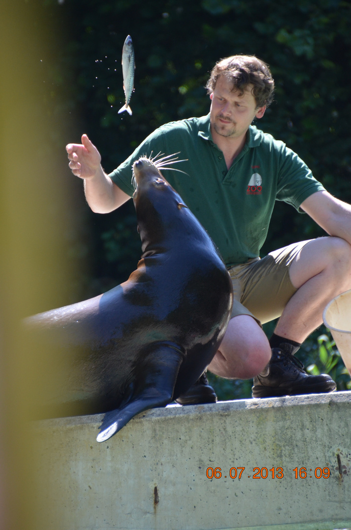 Seelöwen Fütterung im Osnabrücker Zoo