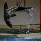 Seelöwen im Robenhaven im Allwetterzoo Münster