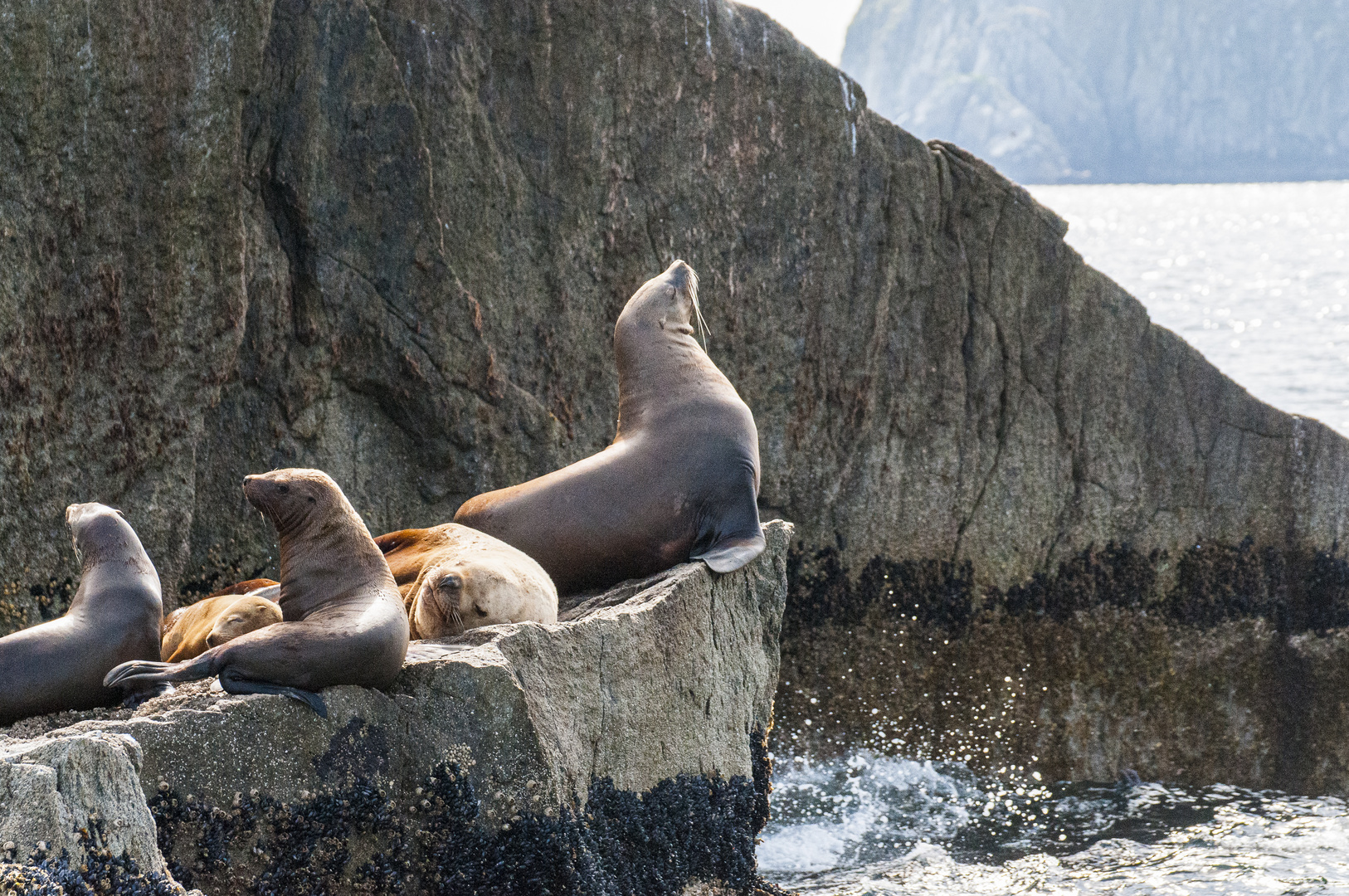 Seelöwen in Alaska - USA