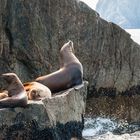 Seelöwen in Alaska - USA