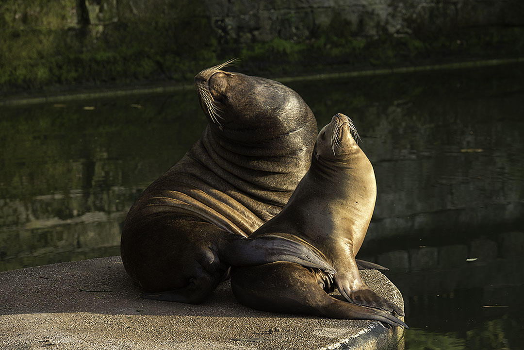 Seelöwen in der Abendsonne