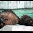 Seelöwen in Hellabrunn-19790611-08