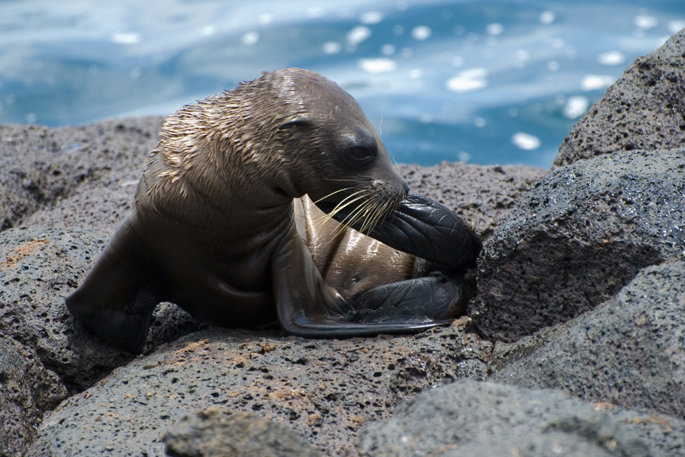 Seelöwen Junges (Galapagos Archipel)
