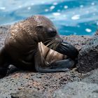 Seelöwen Junges (Galapagos Archipel)