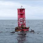 Seelöwen Monterey Bay