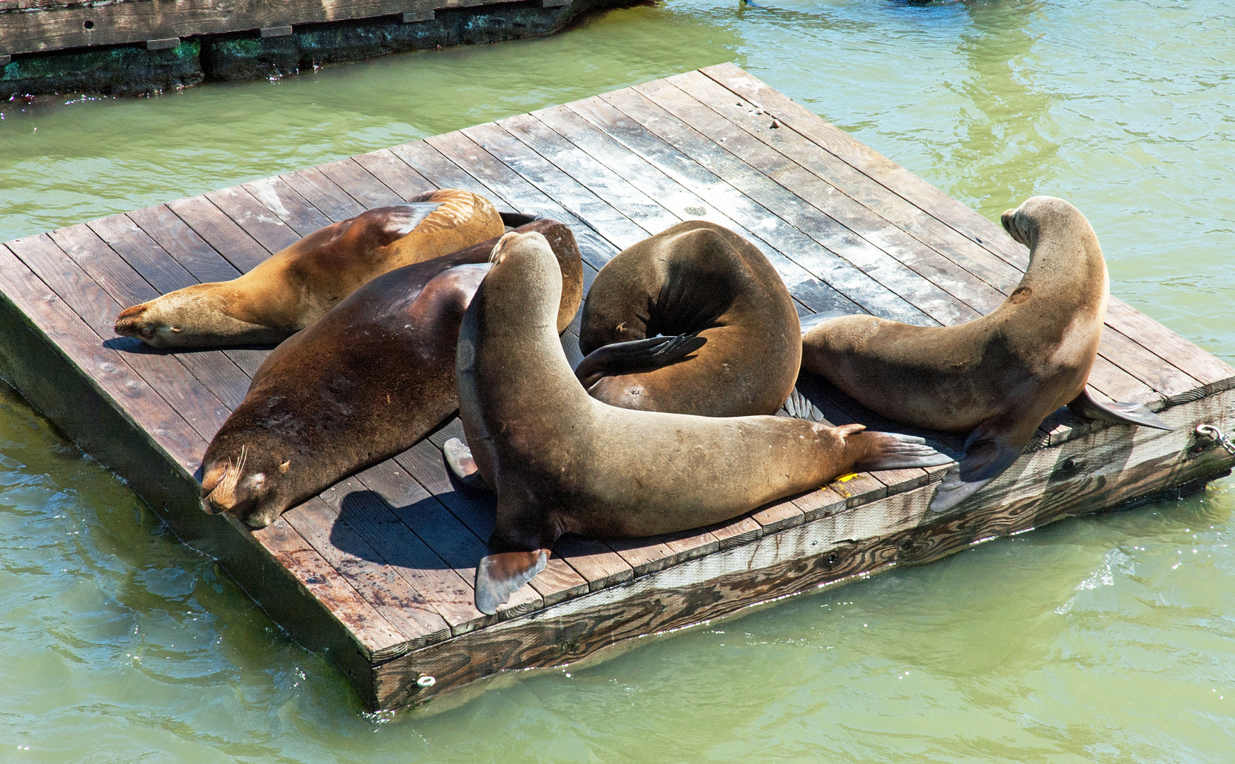 Seelöwen Pier 39 S.Francisco  