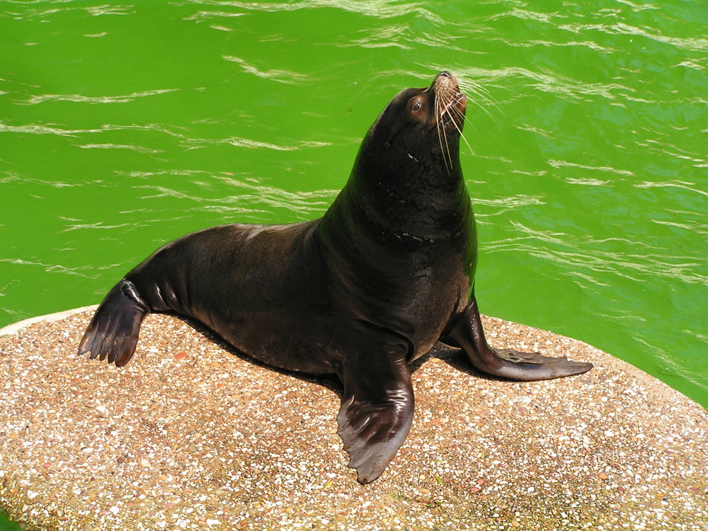 Seelöwen-Posing