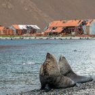 Seelöwen Stromness Bay Südgeorgien mit Walfangstation