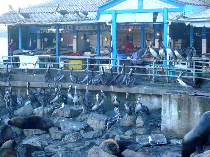 Seelöwen und Pelikane im Hafen San Antonios Chile