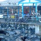Seelöwen und Pelikane im Hafen San Antonios Chile