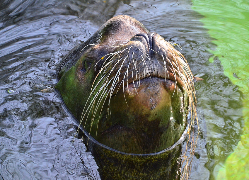 Seelöwenbulle "Chico", Zoo Krefeld