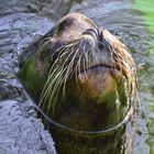 Seelöwenbulle "Chico", Zoo Krefeld