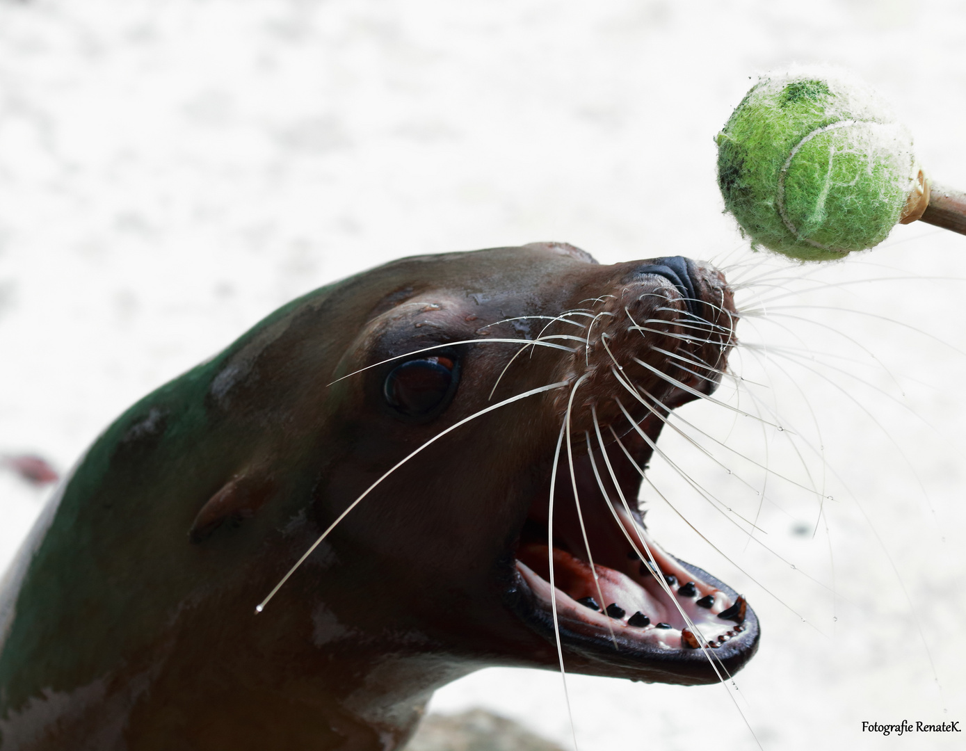 Seelöwendressur im Osnabrücker Zoo