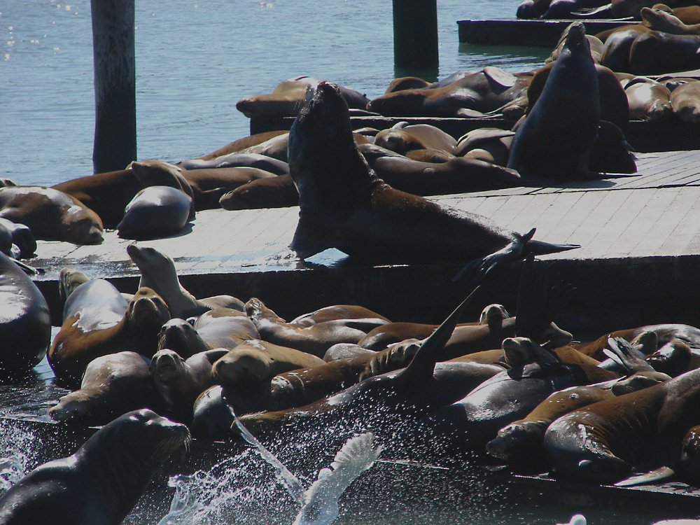 Seelöwenkolonie am Fisherman's Warf in San Francisco