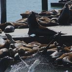 Seelöwenkolonie am Fisherman's Warf in San Francisco