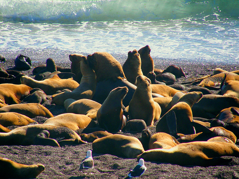 Seelöwenkolonie an der Küste von Valdez