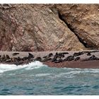 Seelöwenkolonie auf den Ballestasinseln/ Peru