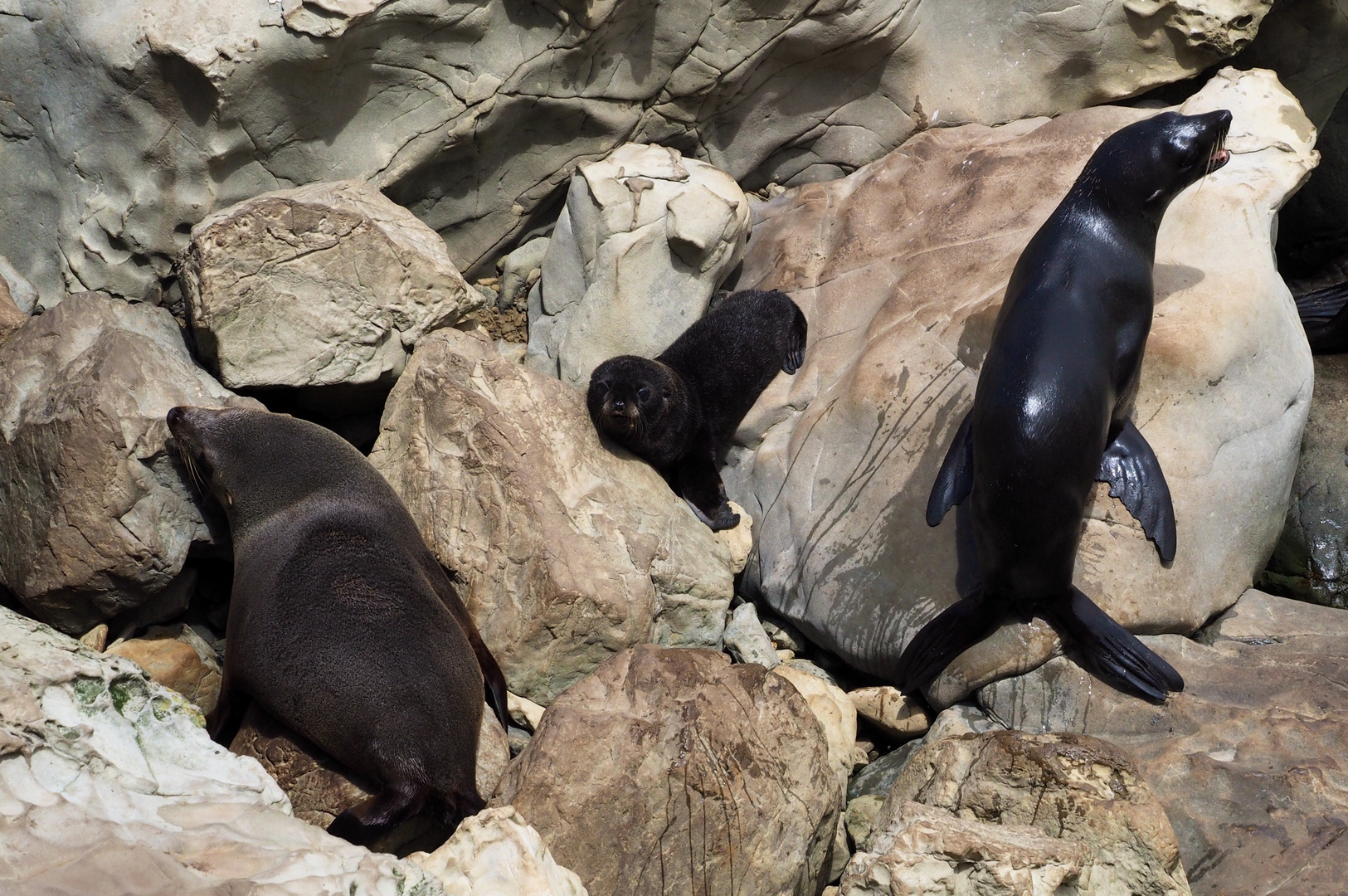 Seelöwenkolonie nahe Kaikoura