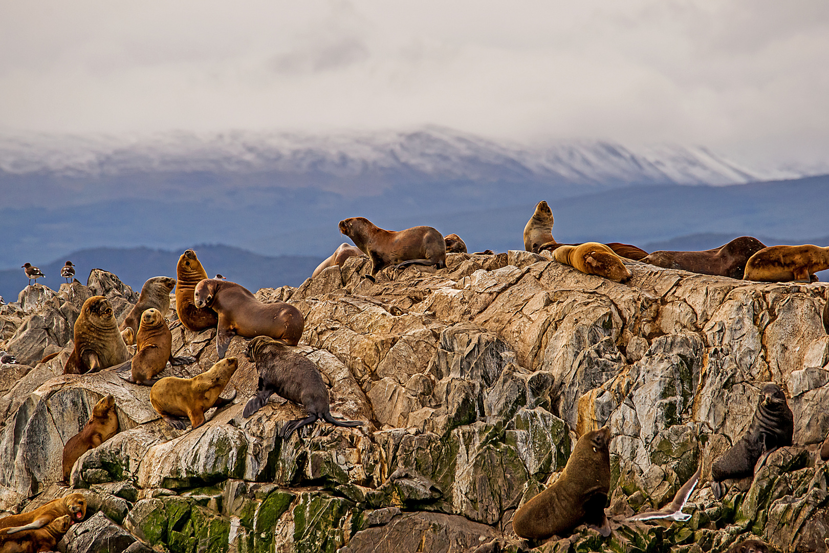 Seelöwenkolonie nahe Ushuaia