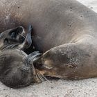 Seelöwenmutter mit Baby