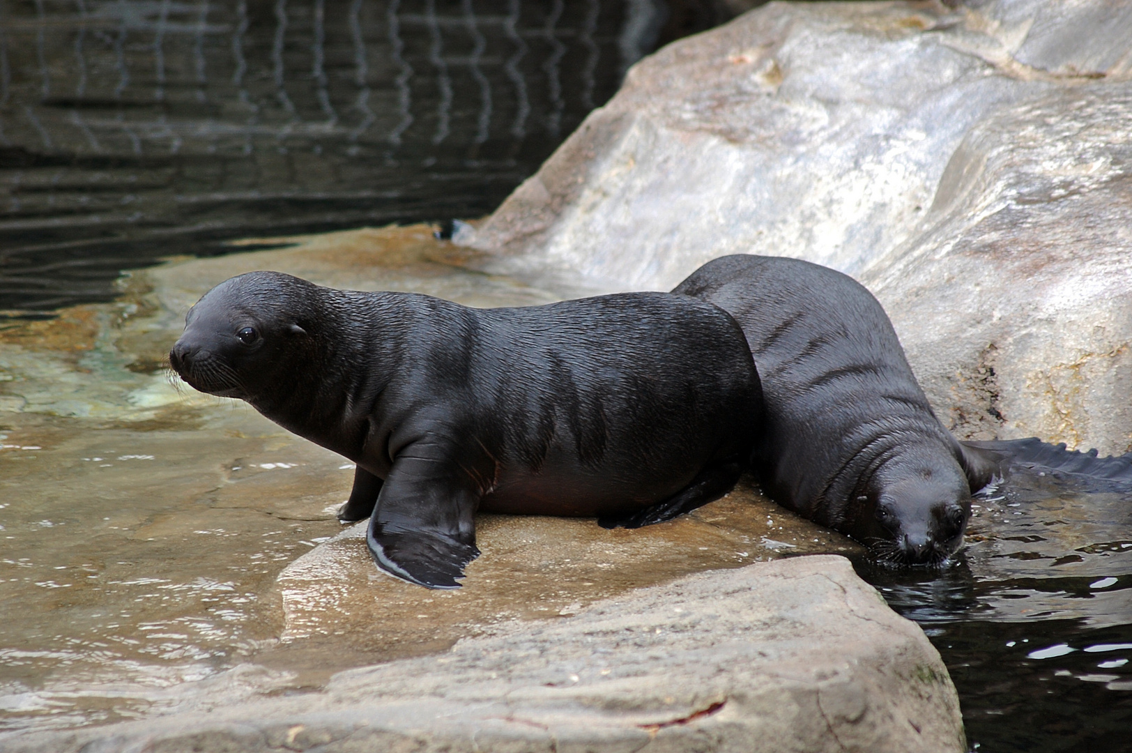 seelöwennachwuchs im zoo am meer