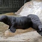 seelöwennachwuchs im zoo am meer