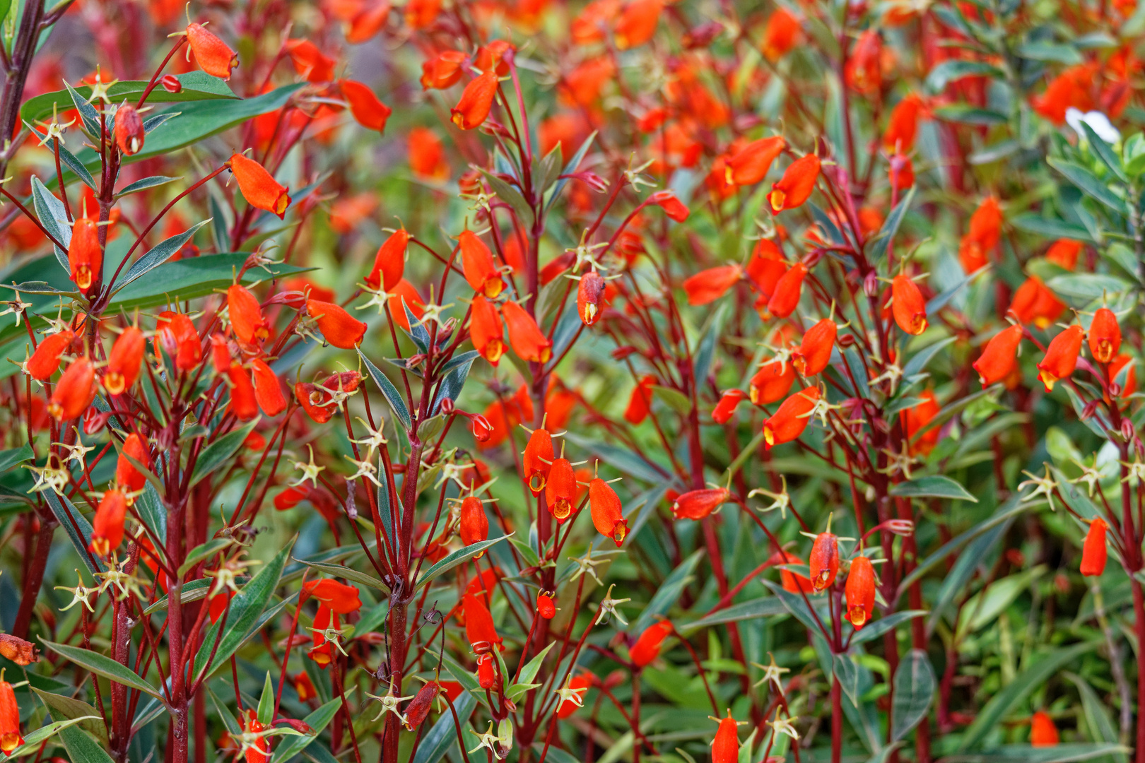 Seemannia sylvatica Foto & Bild world, spezial, natur Bilder auf