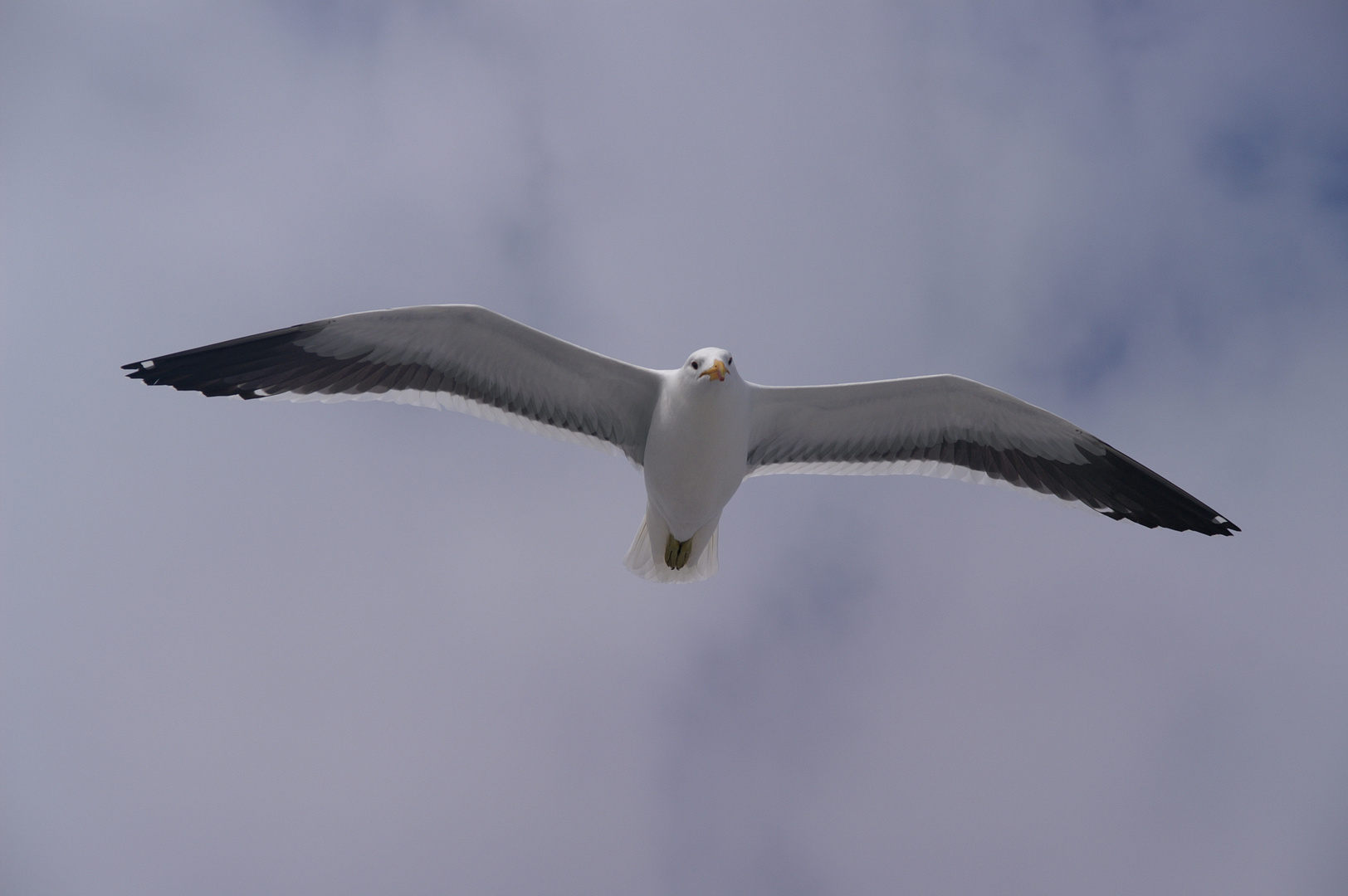 Seemöve im Flug