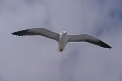 Seemöve im Flug