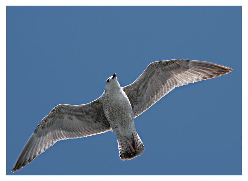 Seemöven auf Fehman / Seagulls at Fehman