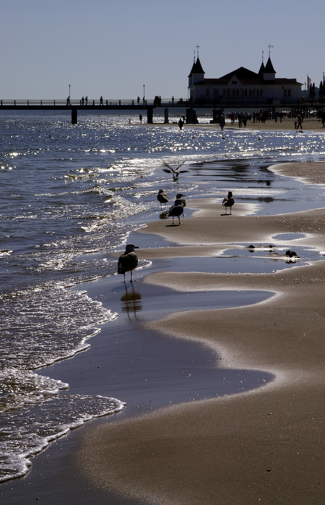 Seemöven auf Usedom