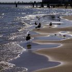 Seemöven auf Usedom