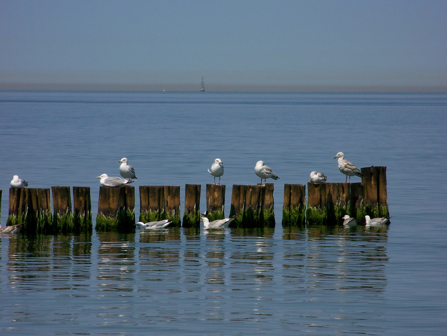 Seemöven in Warnemünde