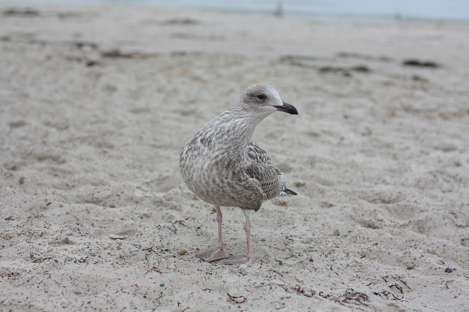 Seemöwe am Warnemünder Ostseestrand