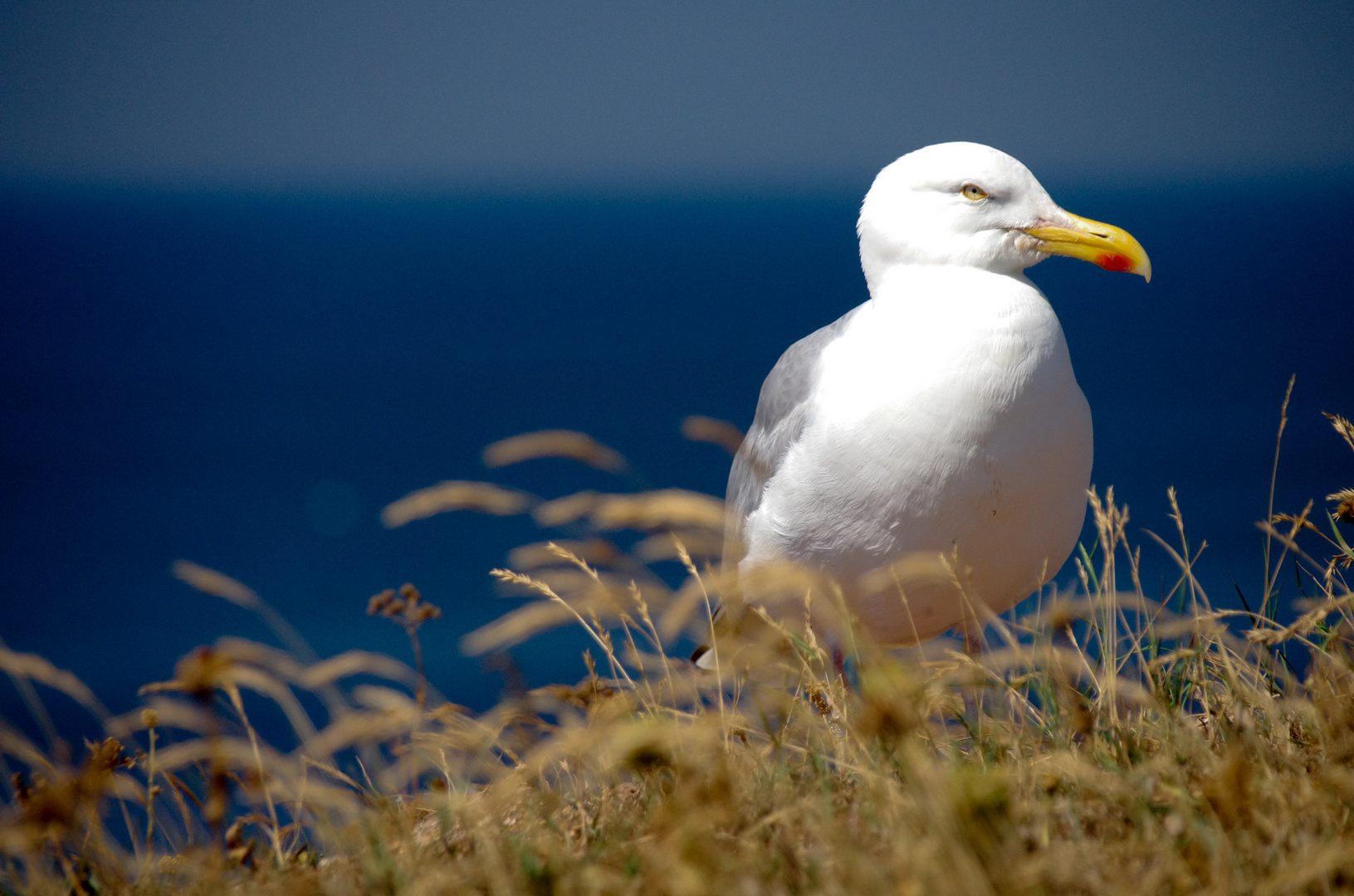 Seemöwe auf Helgoland