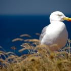 Seemöwe auf Helgoland