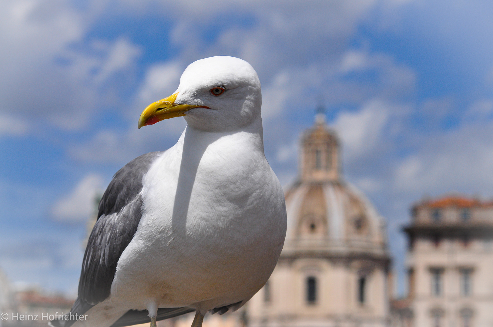 Seemöwe beim Forum Romanum, Rom