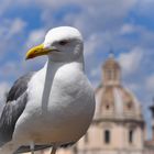 Seemöwe beim Forum Romanum, Rom