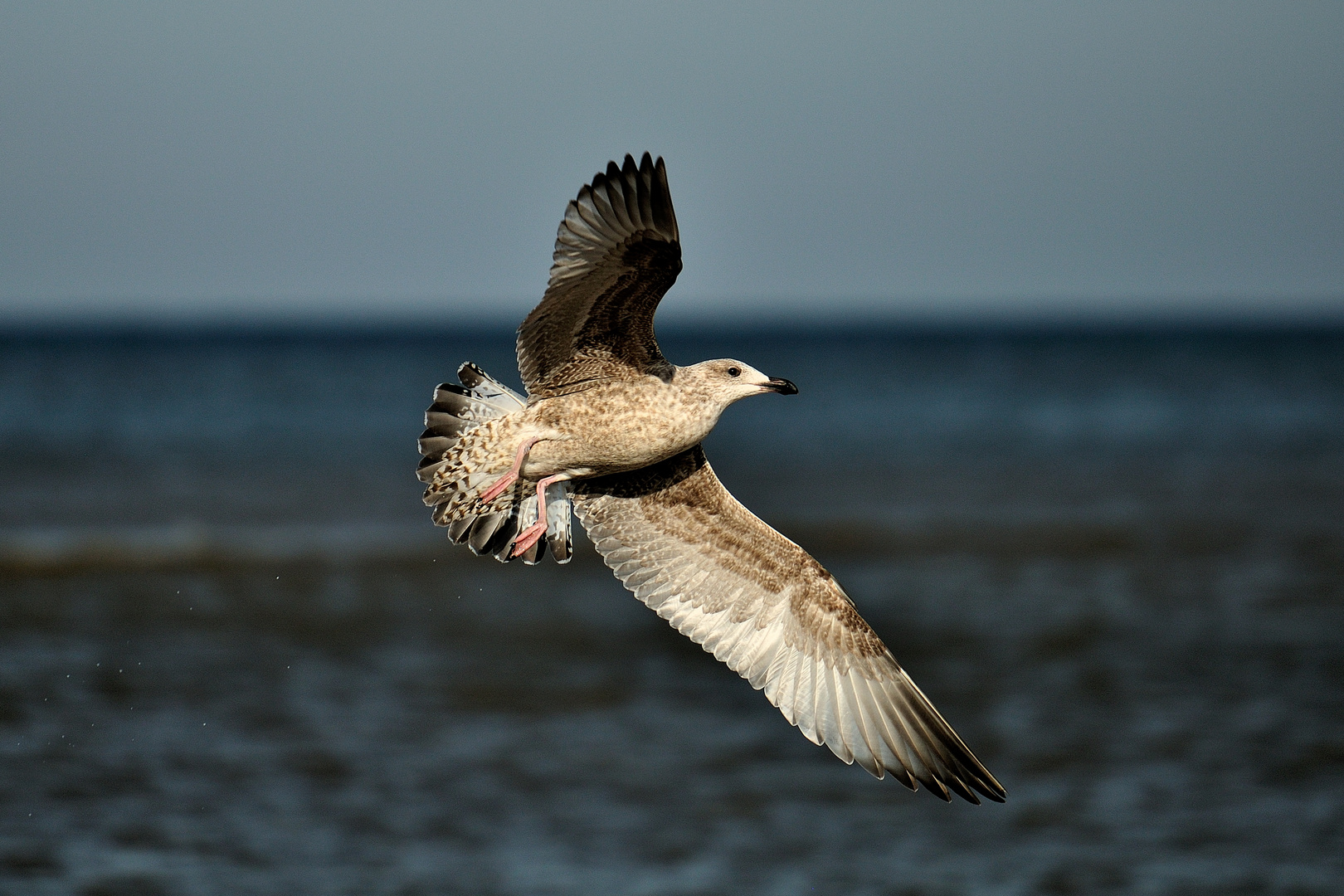 Seemöwe - Egmond aan Zee (NL)