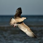 Seemöwe - Egmond aan Zee (NL)