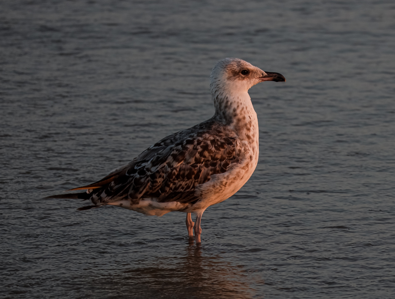 Seemöwe im Abendlicht 