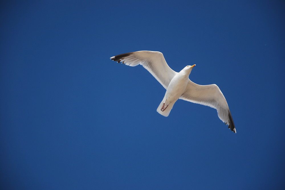 Seemöwe im Flug