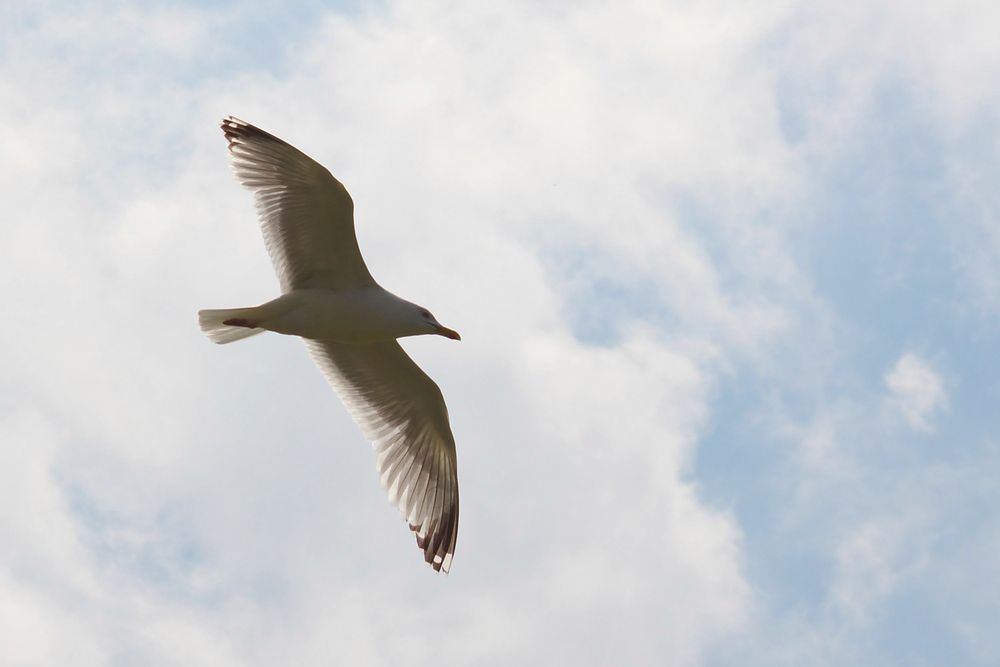 Seemöwe im Gleitflug