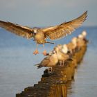 Seemöwe im Landeanflug