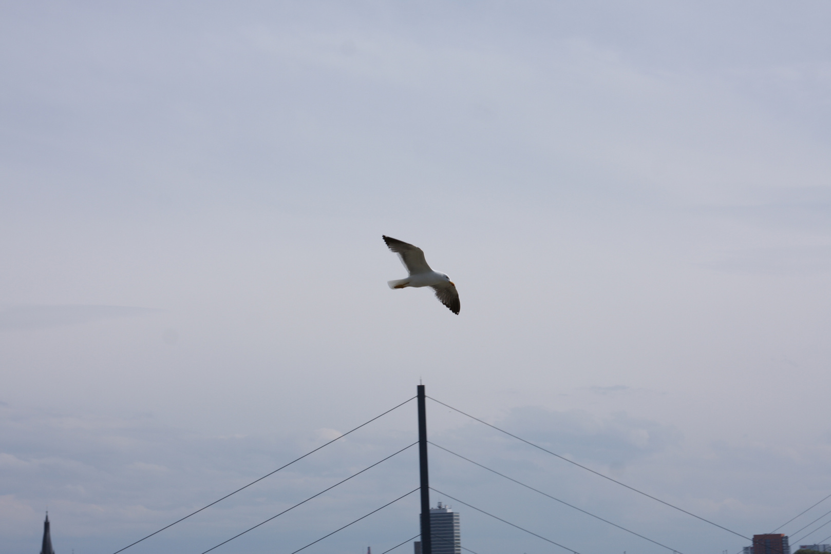 Seemöwe über Rheinbrücke