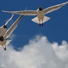 Seemöwen auf Usedom