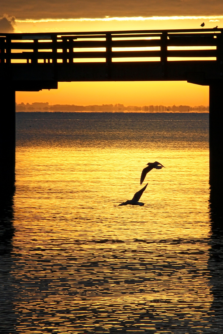 Seemöwen bei Sonnenaufgang - seagulls at sunrise