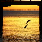 Seemöwen bei Sonnenaufgang - seagulls at sunrise