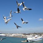 Seemöwen bespassen im Hafen von Chivitavecchia