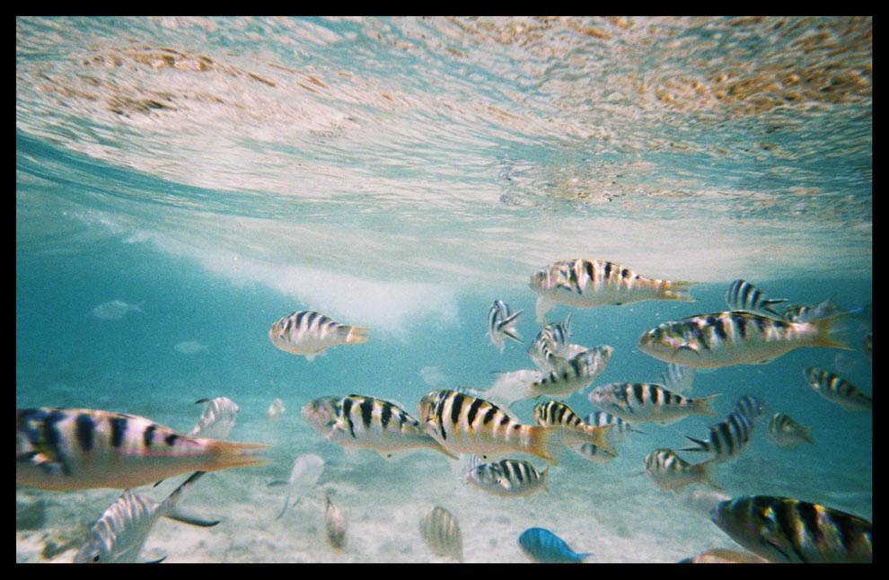 Seen underwater near Fijii Islands